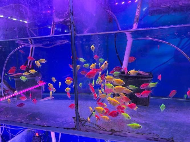 遼陽萬隆花鳥魚市場圖片