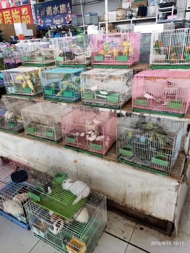 遼陽萬隆花鳥魚市場圖片