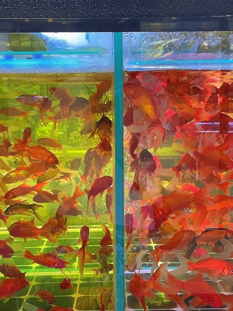 遼陽萬隆花鳥魚市場圖片