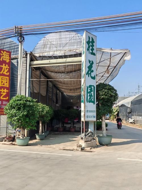 遼陽萬隆花鳥魚市場圖片