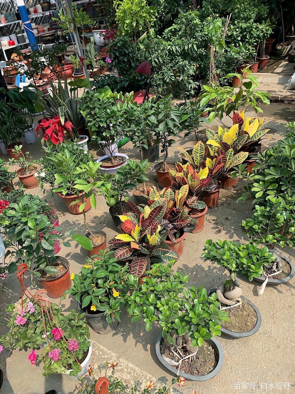 遼陽萬隆花鳥魚市場圖片