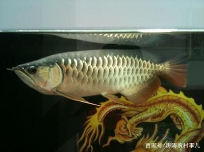 金龍魚的市場價是多少錢：金龍魚的價格因品種、大小、品相等因素而有所不同