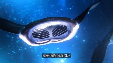 蘭波是魔鬼魚還是蝠鲼