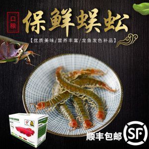 龍魚吃蜈蚣多久會發色正常：龍魚吃蜈蚣多久會發色