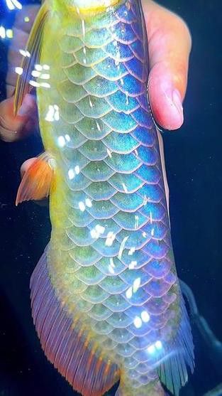 五彩金龍魚圖片大全 龍魚百科 第42張 五彩金龍魚圖片大全 五彩金龍魚圖片大全 龍魚百科 第42張