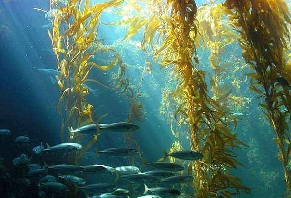 龍魚缸放什么魚去水藻：在龍魚缸中放入其他魚類來幫助清理水藻是一種常見的養護方法