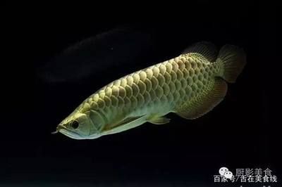 養(yǎng)龍魚水位高會掉眼嗎：養(yǎng)龍魚時水位過高可能導致掉眼