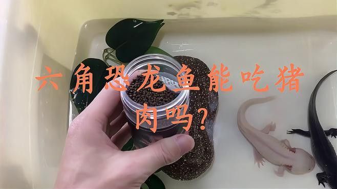 恐龍魚能不能吃熟肉和生肉一起養(yǎng)