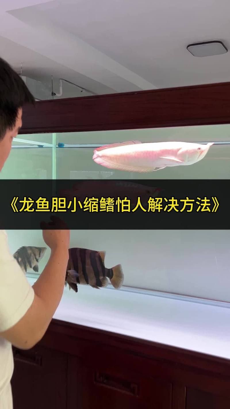 如何預防龍魚蒙眼病的發生：龍魚蒙眼病的預防之道