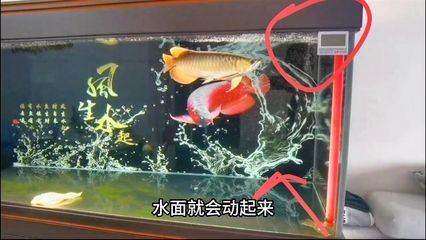 龍魚水流量大還是小（養龍魚的過程中，選擇合適的水流量是非常重要的）
