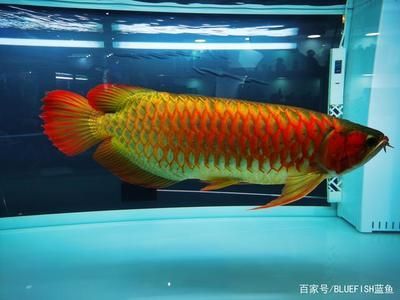 龍魚水流量大還是小（養龍魚的過程中，選擇合適的水流量是非常重要的）