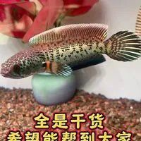 如何檢測水質是否適合雷龍魚？