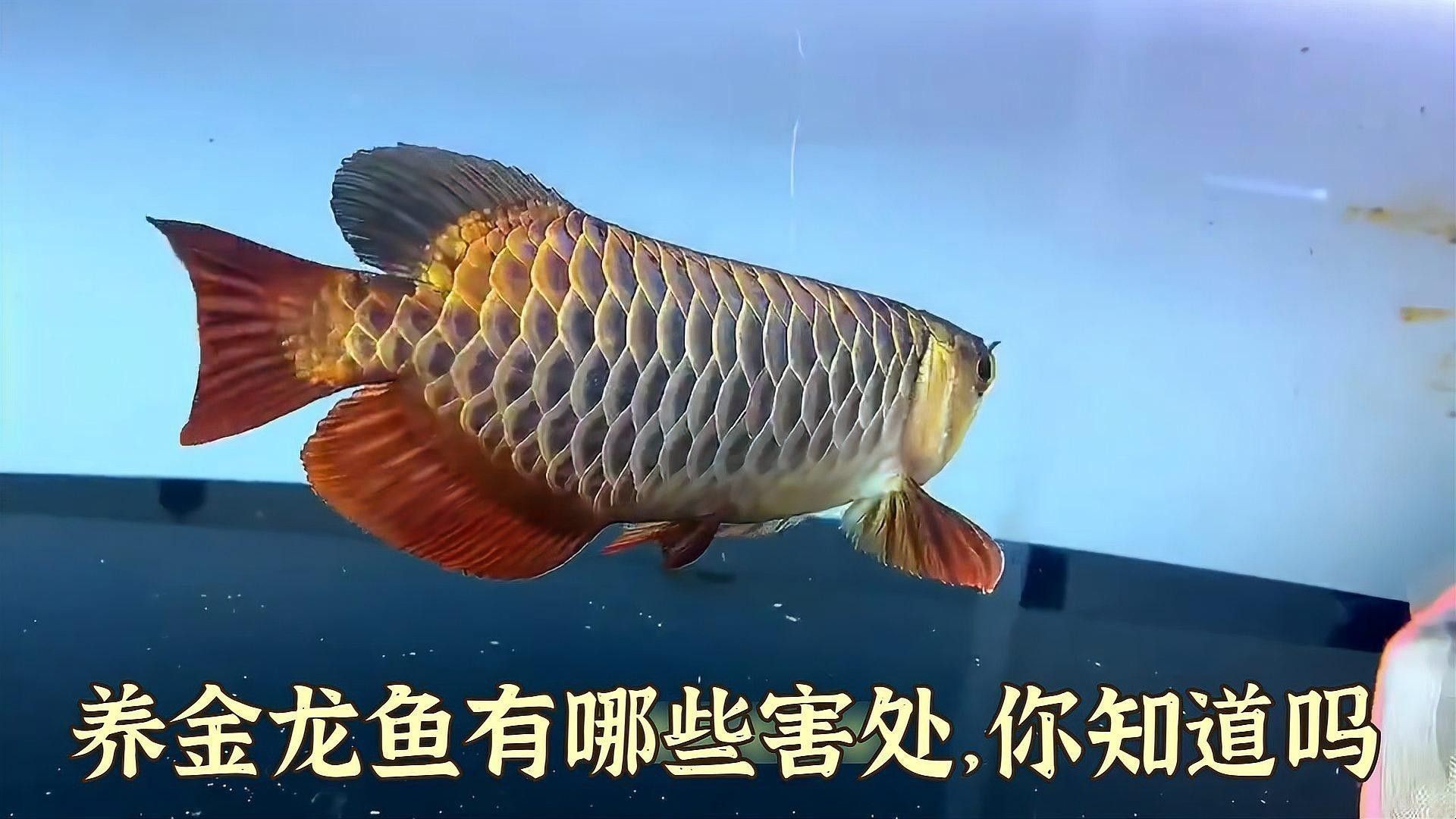 古典藍金龍魚的最佳飼養環境
