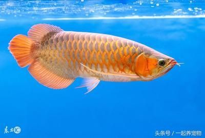 養金龍魚的說說（養金龍魚的感受）