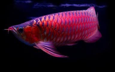 養龍魚10大忌：養龍魚時需要注意的十大忌諱