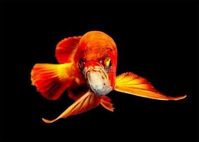 養龍魚10大忌：養龍魚時需要注意的十大忌諱