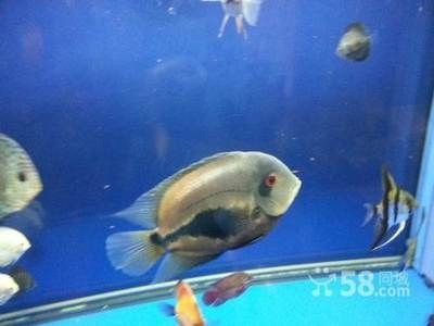 黑云魚能和龍魚混養嗎：黑云魚可以和龍魚混養嗎？