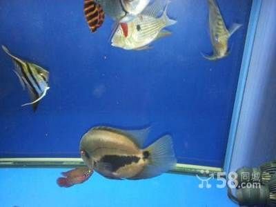 黑云魚能和龍魚混養嗎：黑云魚可以和龍魚混養嗎？
