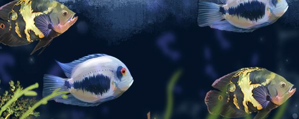 黑云魚能和龍魚混養嗎：黑云魚可以和龍魚混養嗎？