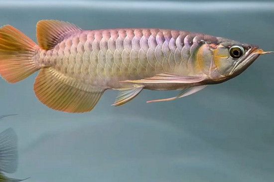 金龍魚總在缸底怎么回事，金龍魚為什么會沉到缸底
