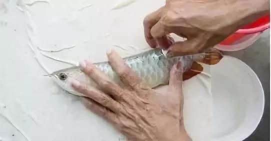 龍魚沒有芯片能買嗎怎么辦：如果龍魚沒有芯片能買嗎？