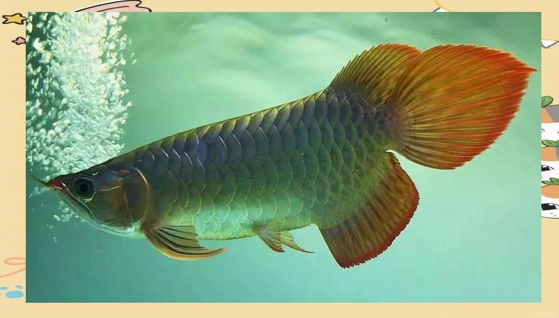 金龍魚一年能長多大
