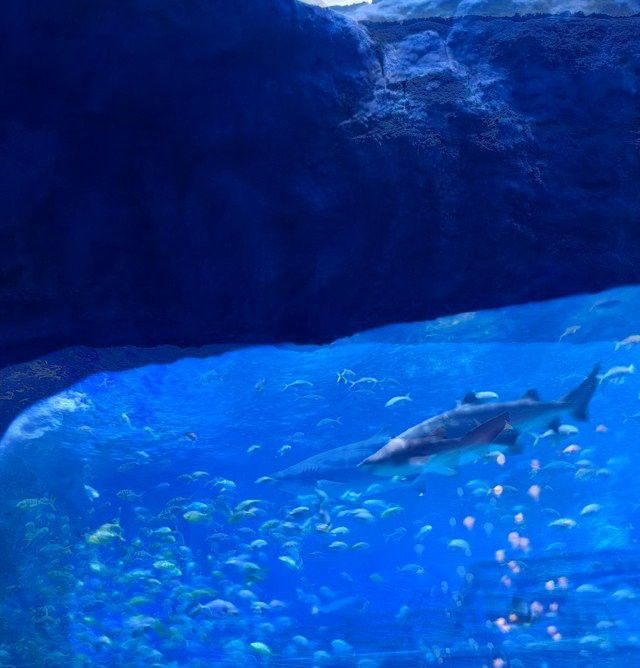 蘇州龍魚水族館怎么樣好玩嗎值得去嗎