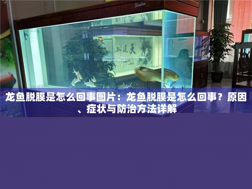 龍魚脫膜是怎么回事圖片：龍魚脫膜是怎么回事？原因、癥狀與防治方法詳解