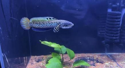 雷龍魚冬季養護技巧：雷龍魚冬季飼料選擇指南
