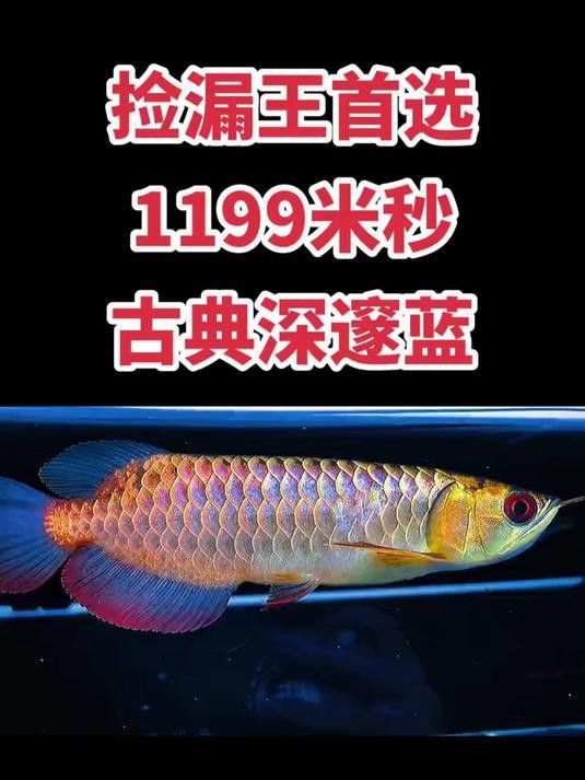 古典藍底過背金龍多久會發色？