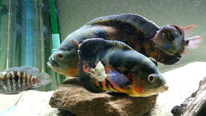 紅龍魚水族箱布置技巧：布置紅龍魚水族箱的技巧