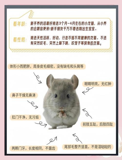 哪些品種的貓適合與龍貓共養？