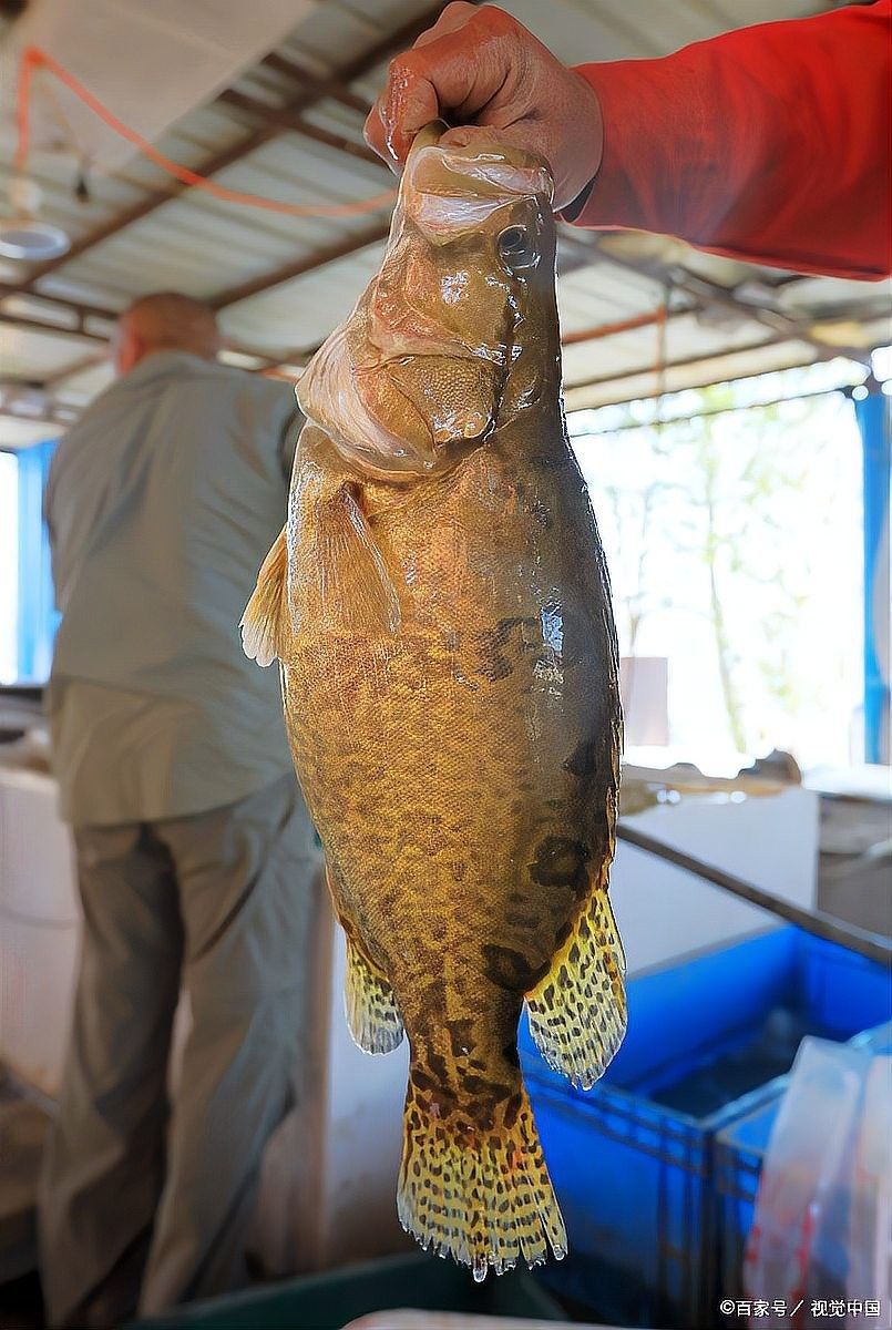 龍頭魚一次吃多少合適？