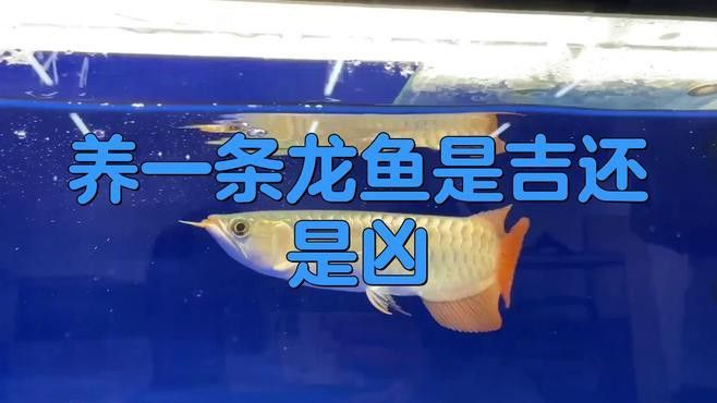混養龍魚養幾條比較好養的