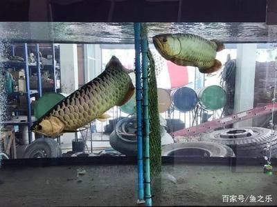 過(guò)背金龍魚挑選（如何挑選一條好的過(guò)背金龍魚）