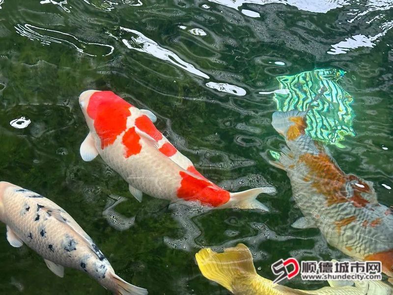 廣東龍魚養(yǎng)殖基地有哪些品種的