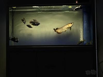 龍魚撞缸死的征兆（龍魚撞缸死亡可能由多種因素引起）