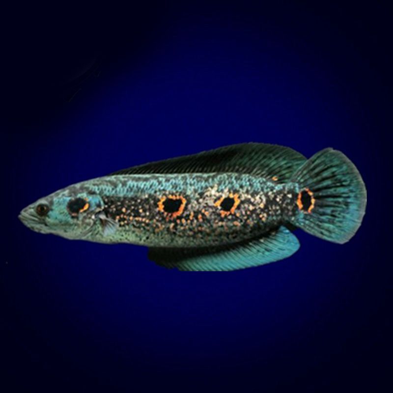 龍魚是淡水還是海水養(yǎng)殖的：關(guān)于龍魚淡水養(yǎng)殖的一些事項