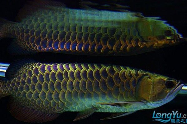 金龍魚吃什么爬背快