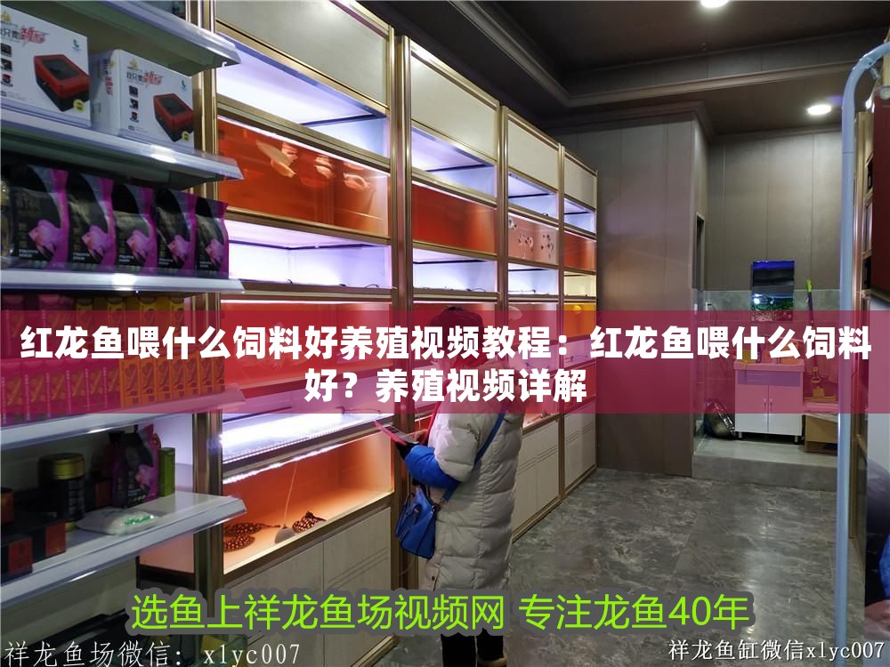 紅龍魚喂什么飼料好養殖視頻教程：紅龍魚喂什么飼料好？養殖視頻詳解