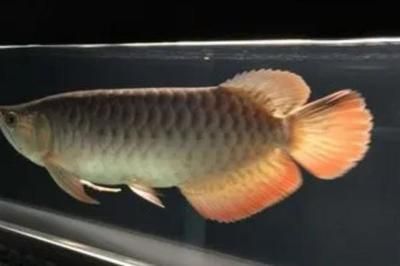 龍魚(yú)呼吸急促有點(diǎn)浮頭：龍魚(yú)呼吸急促浮頭怎么辦