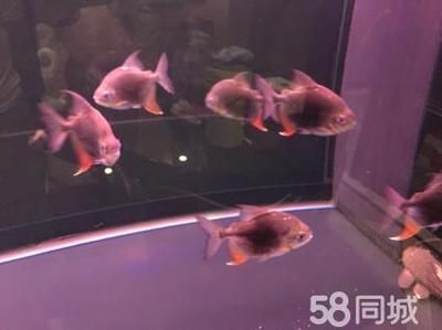 黑桃A魚繁殖環境布置要點，黑桃a魚的繁殖環境布置