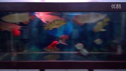 龍魚一般養幾條比較好，初次養龍魚需要考慮多個因素，包括魚缸大小、龍魚的品種、風水考慮