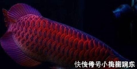 龍魚鰭尾好壞的判斷標準（在評估龍魚鰭尾的好壞時）