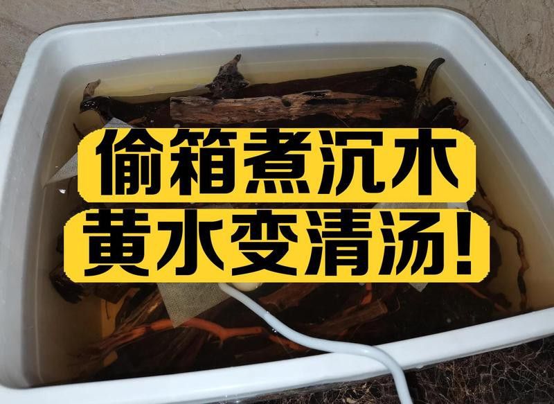 如何為龍魚提供躲避空間？ 如何為龍魚提供躲避空間？ 龍魚百科 第4張