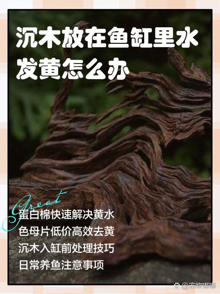 如何為龍魚提供躲避空間？ 如何為龍魚提供躲避空間？ 龍魚百科 第3張