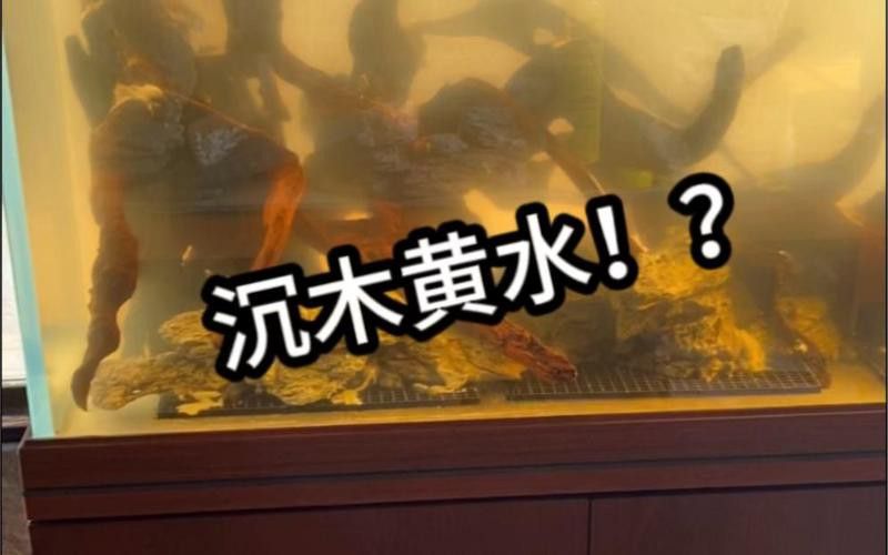如何為龍魚提供躲避空間？ 如何為龍魚提供躲避空間？ 龍魚百科 第6張