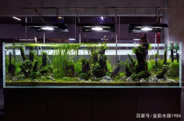 龍魚缸過濾系統哪些好：如何選擇龍魚缸過濾系統