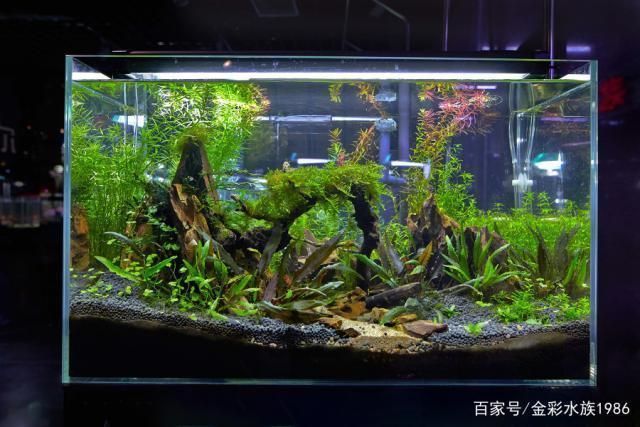 龍魚缸過濾系統哪些好：如何選擇龍魚缸過濾系統