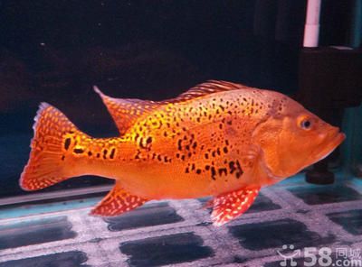巴西亞和金龍魚：金龍魚和巴西亞魚可以混養(yǎng)嗎？